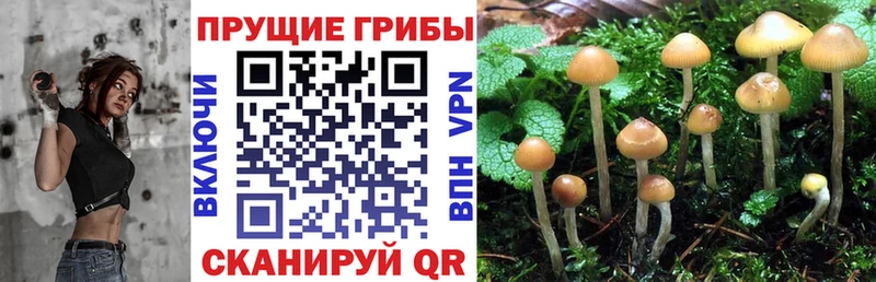 Купить где  Миньяр  Галлюциногенные грибы ЛСД 