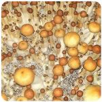 Псилоцибиновые (галлюциногенные)  грибы Psilocybin "Golden Teacher" в Миньяре