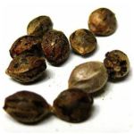 Семена марихуаны АК-47  (Seeds AK-47) в Миньяре